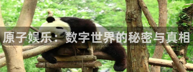 彩客网新版手机版：原子娱乐：数字世界的秘密与真相
